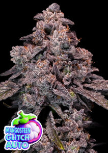 Anesia Seeds Mangosteen Glitch AUTO