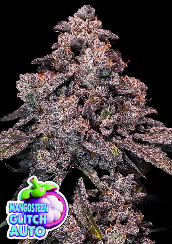 Anesia Seeds Mangosteen Glitch AUTO