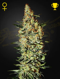 Green House Seeds Neville’s Haze