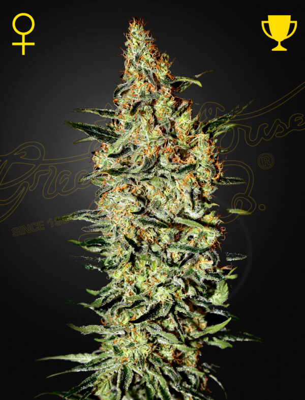 Green House Seeds Neville’s Haze
