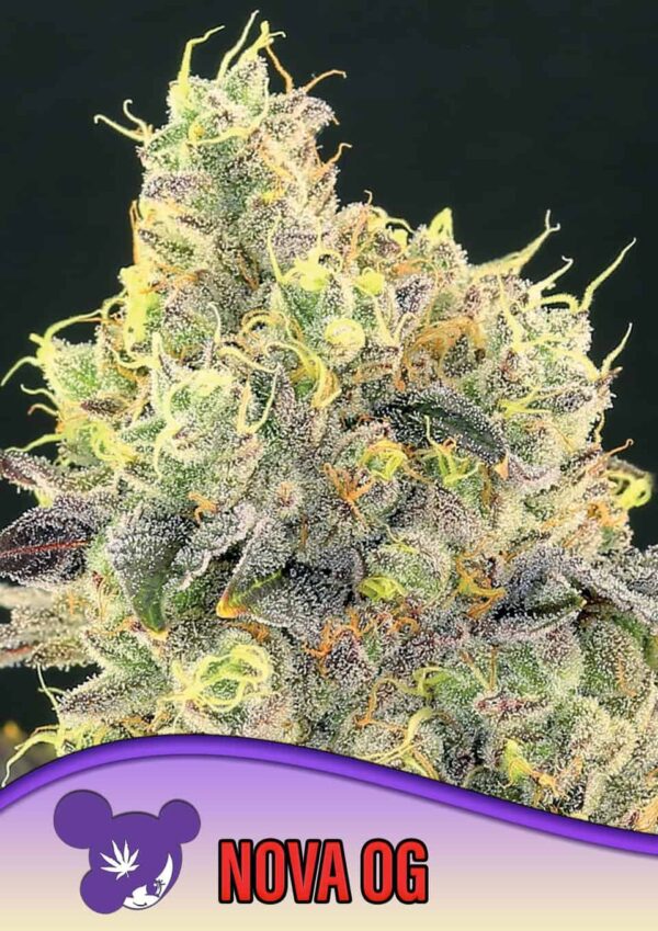 Anesia Seeds Nova OG
