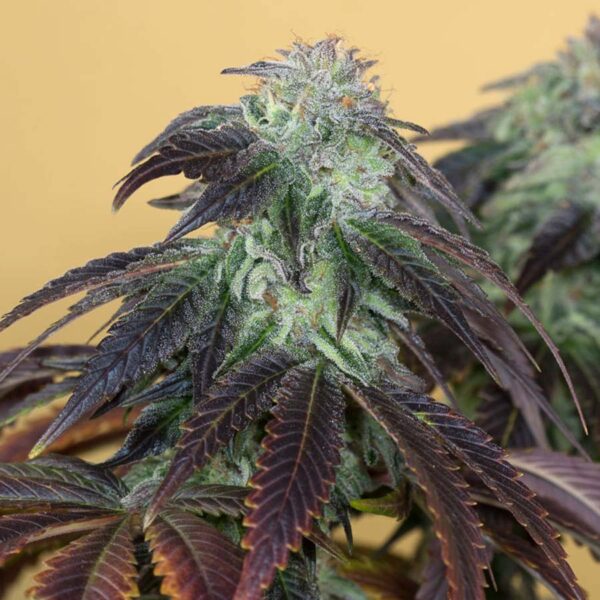 Humboldt Seed Organization OG Kush