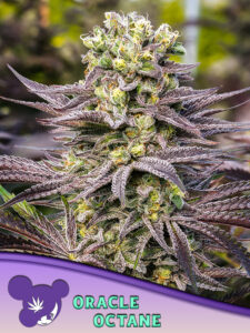 Anesia Seeds Oracle Octane
