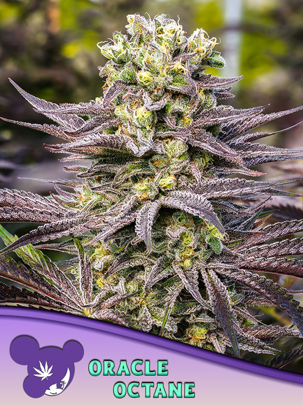 Anesia Seeds Oracle Octane