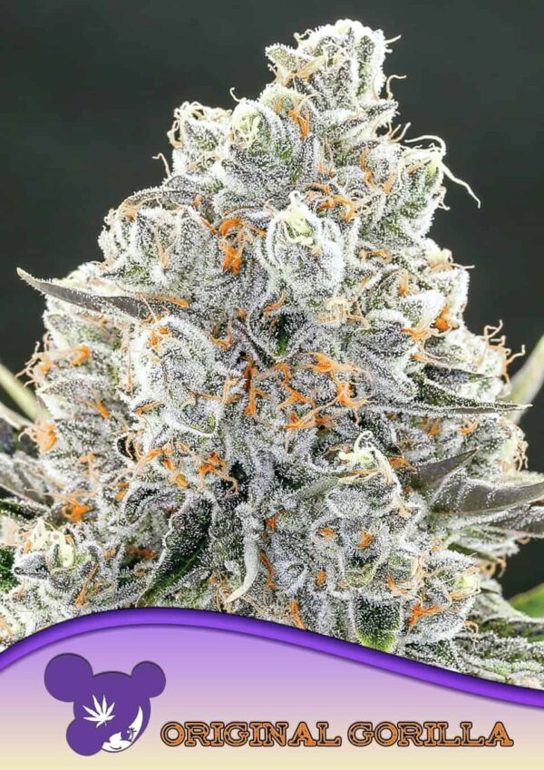 Anesia Seeds Original Gorilla #4