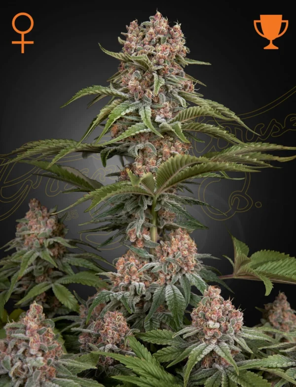 Green House Seeds Pure Kush