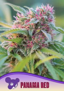 Anesia Seeds Panama Red
