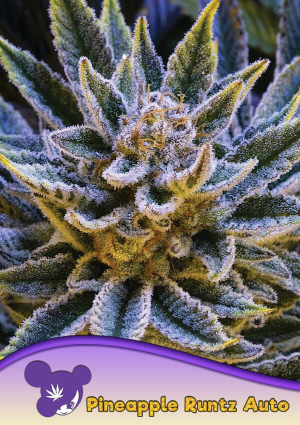 Anesia Seeds Pineapple Runtz AUTO