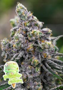 Anesia Seeds Pistachio Snow Cream