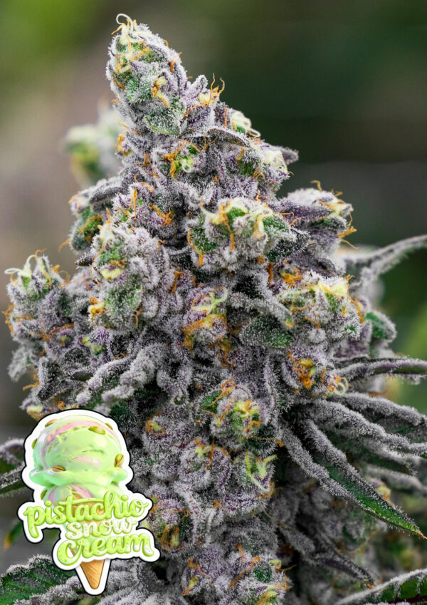 Anesia Seeds Pistachio Snow Cream