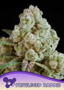Anesia Seeds Privileged Baddie