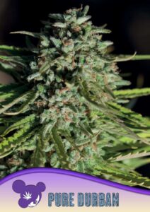 Anesia Seeds Pure Durban