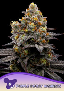 Anesia Seeds Purple Boost Highness