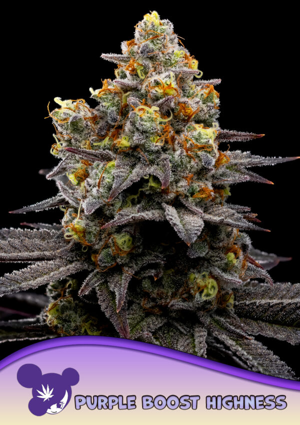 Anesia Seeds Purple Boost Highness