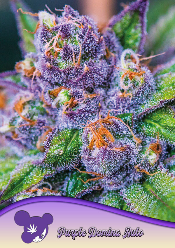 Anesia Seeds Purple Domina AUTO