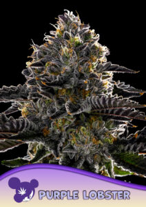 Anesia Seeds Purple Lobster