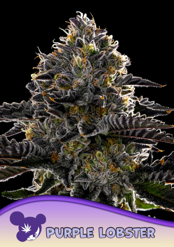 Anesia Seeds Purple Lobster