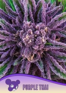 Anesia Seeds Purple Thai