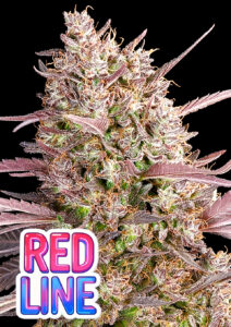 Anesia Seeds Redline
