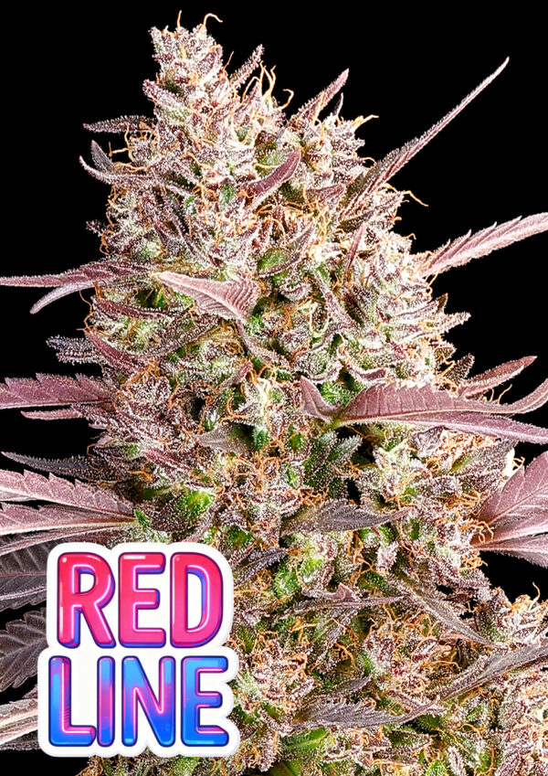 Anesia Seeds Redline