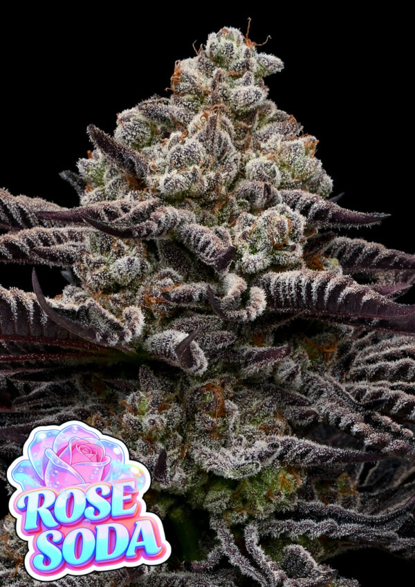 Anesia Seeds Rose Soda