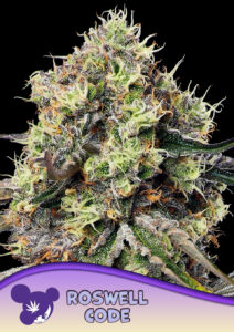 Anesia Seeds Roswell Code