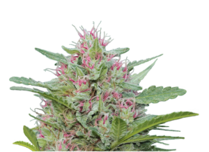 Serious Seeds Serious 6 – Outdoor