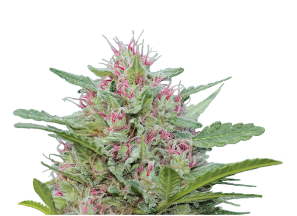 Serious Seeds Serious 6 – Outdoor