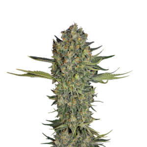 Serious Seeds Serious Kush