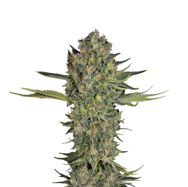 Serious Seeds Serious Kush