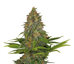 Serious Seeds Strawberry Akeil