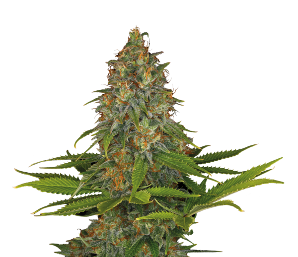 Serious Seeds Strawberry Akeil