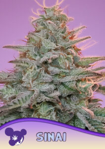 Anesia Seeds Sinai (Landrace)
