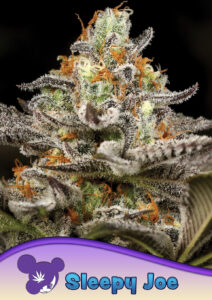 Anesia Seeds Sleepy Joe