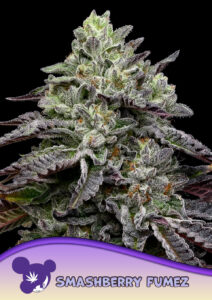 Anesia Seeds Smashberry Fumez