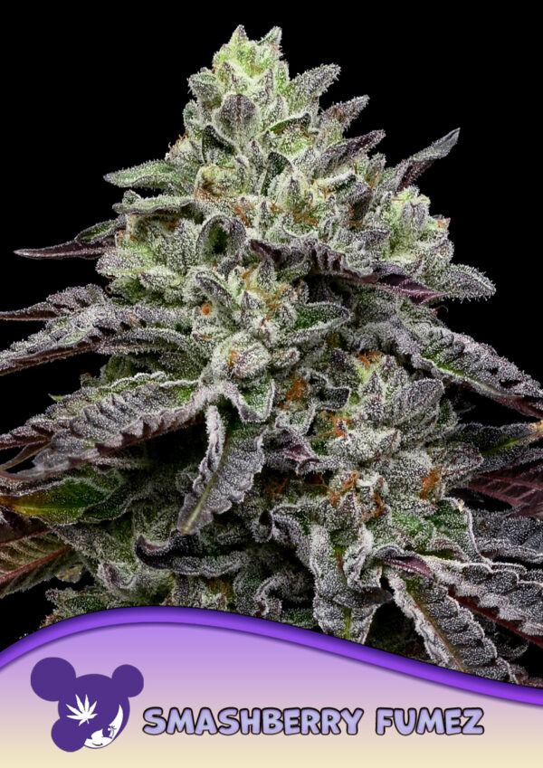 Anesia Seeds Smashberry Fumez