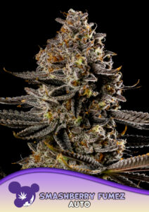 Anesia Seeds Smashberry Fumez AUTO