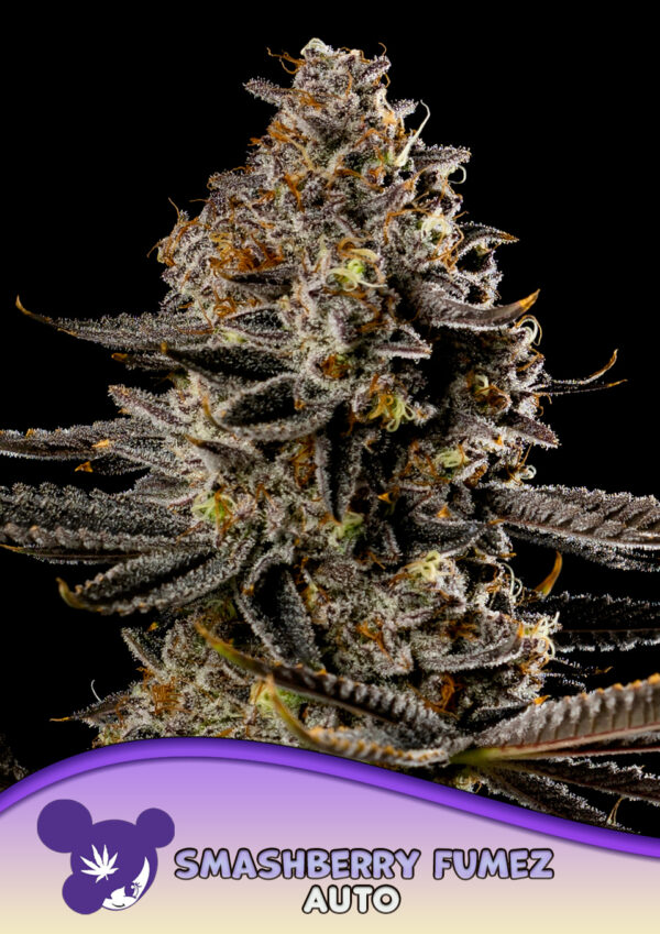 Anesia Seeds Smashberry Fumez AUTO