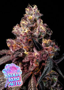 Anesia Seeds Rose Soda AUTO