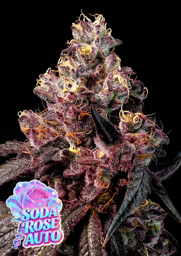Anesia Seeds Rose Soda AUTO