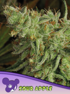 Anesia Seeds Sour Apple