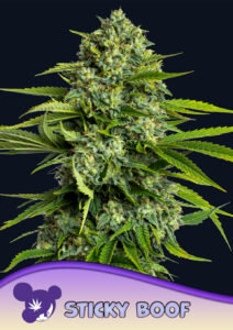 Anesia Seeds Sticky Boof