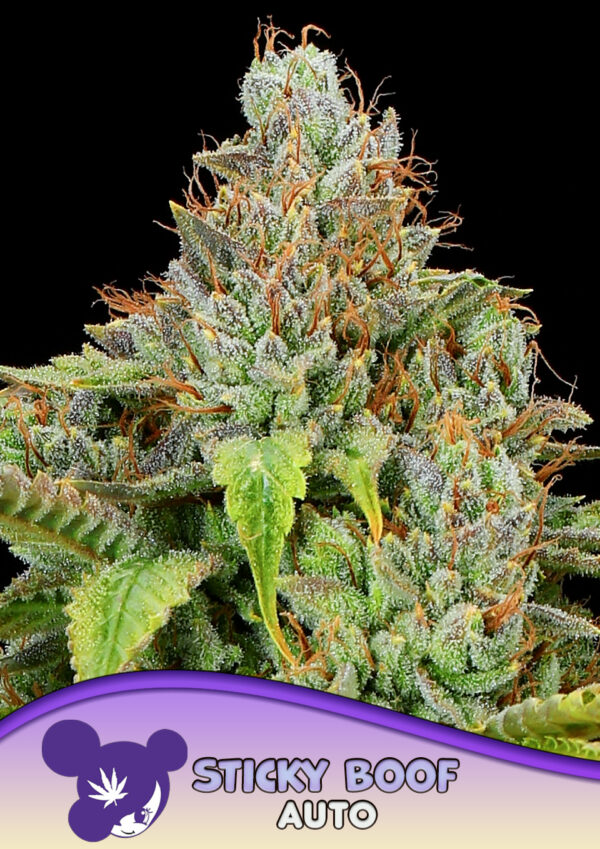 Anesia Seeds Sticky Boof AUTO