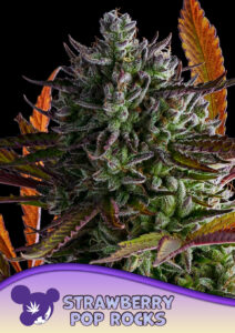 Anesia Seeds Strawberry Pop Rocks