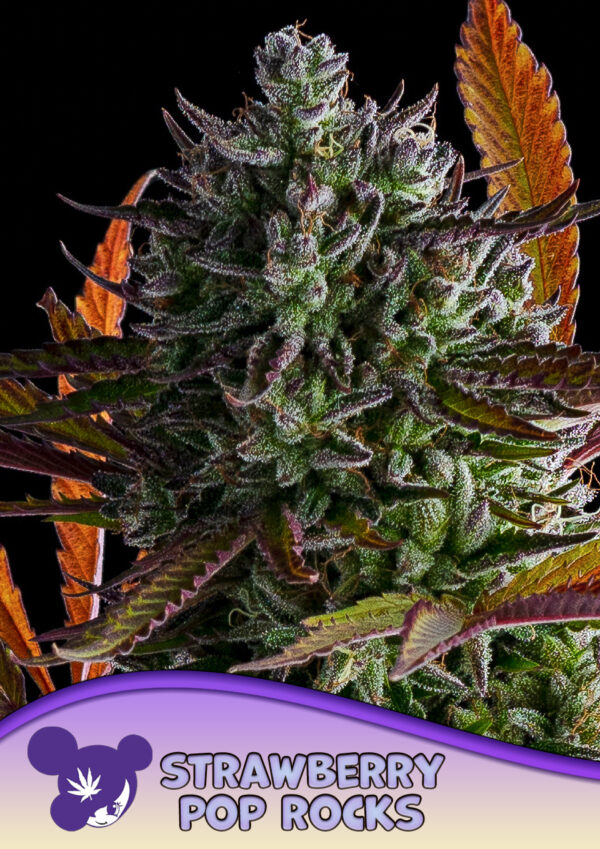 Anesia Seeds Strawberry Pop Rocks