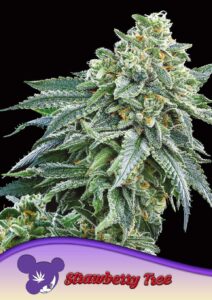 Anesia Seeds Strawberry Tree