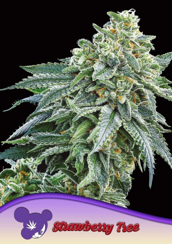 Anesia Seeds Strawberry Tree