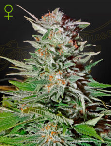 Green House Seeds Super Lemon Haze Auto