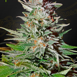 Green House Seeds Super Lemon Haze Auto