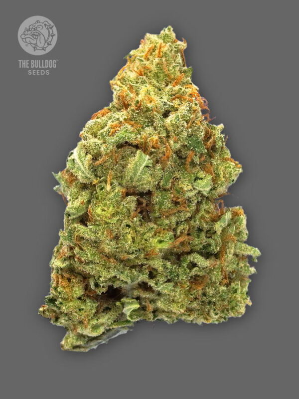 The Bulldog Seeds TB Lemon Haze Auto
